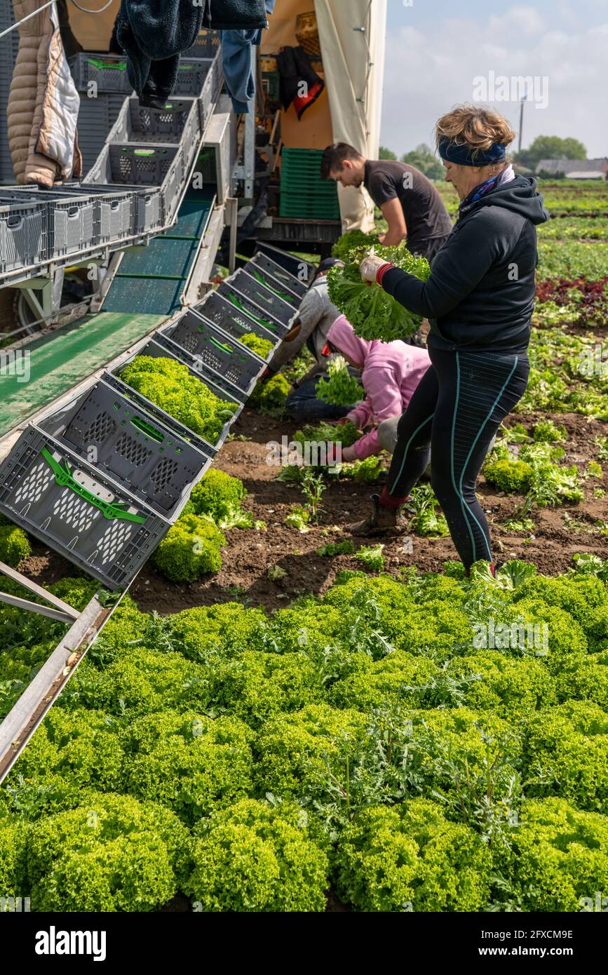 Ernte von Lollo Bianco Salat, Erntehelfer schneiden die Kopfsalat ab, reinigen sie und legen sie in Kisten, im Anhänger werden sie gewaschen und pac Stockfoto