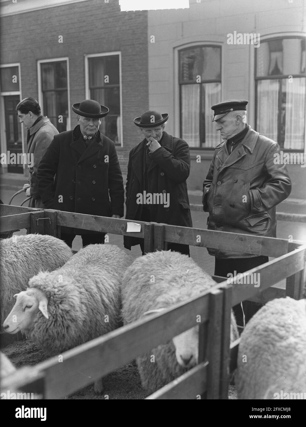 Ostermarkt in Goes, 6. März 1951, Käfige, Händler, Sheep, Niederlande, Foto der Presseagentur des 20. Jahrhunderts, Nachrichten zum erinnern, Dokumentarfilm, historische Fotografie 1945-1990, visuelle Geschichten, Menschliche Geschichte des zwanzigsten Jahrhunderts, Momente in der Zeit festzuhalten Stockfoto