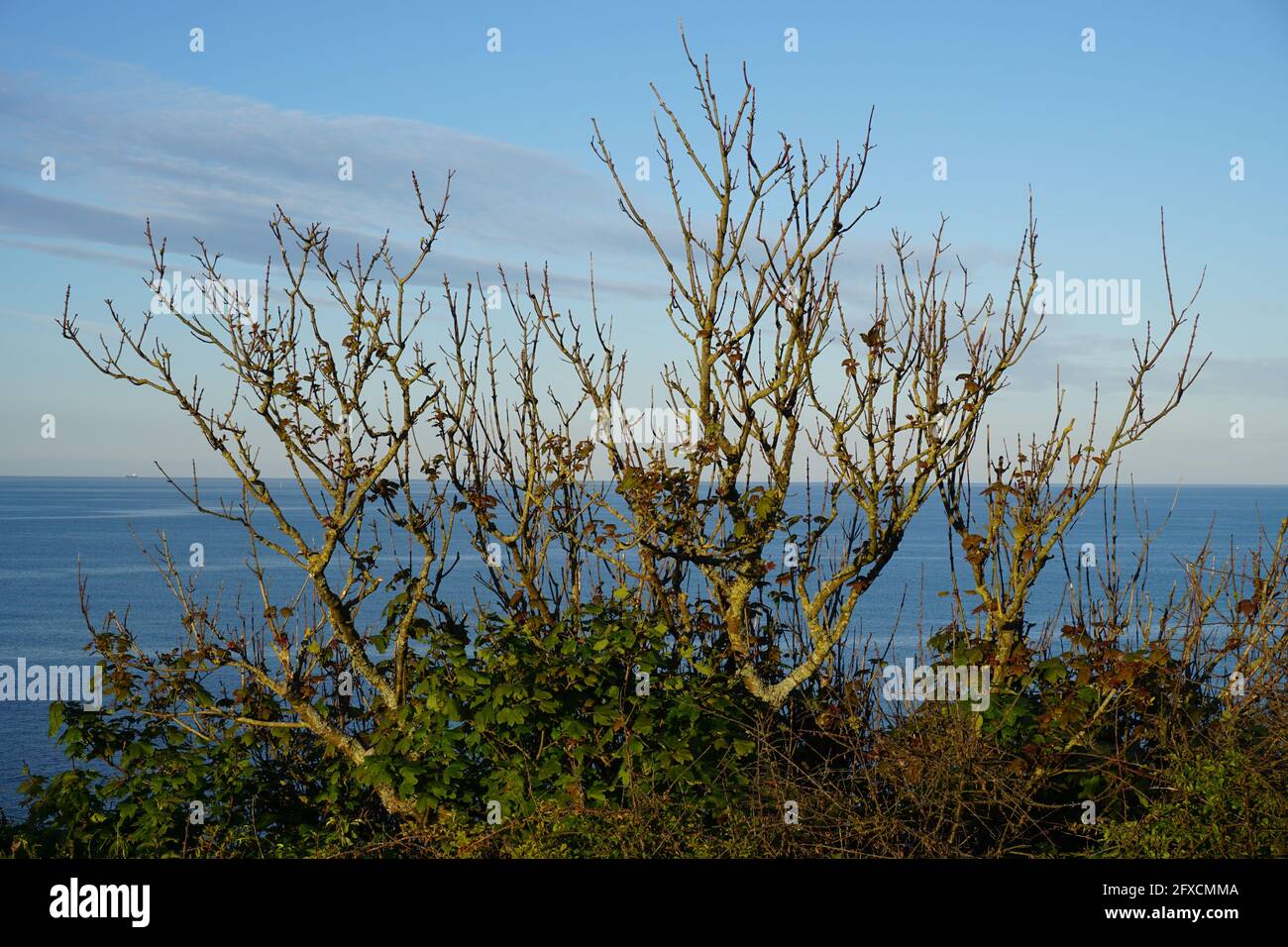 Bäume auf einer Klippe mit Blick auf das Meer Stockfoto
