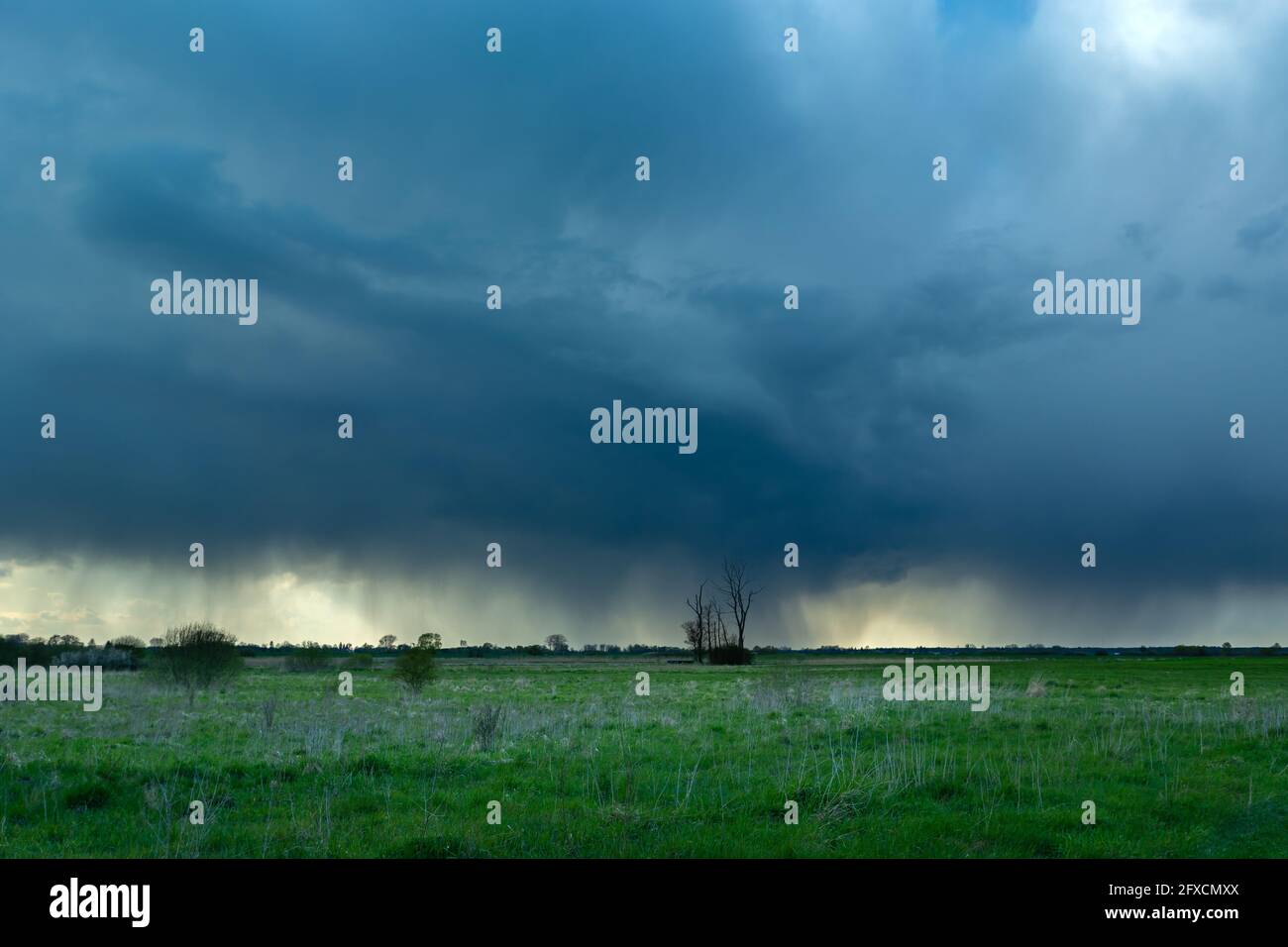 Regenwolke über den Wiesen und einsamen Bäumen, Czulczyce, Lubelskie, Polen Stockfoto