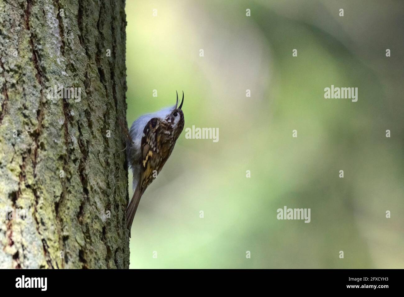 Eurasischer Baumkäfer - Certhia familiaris Stockfoto