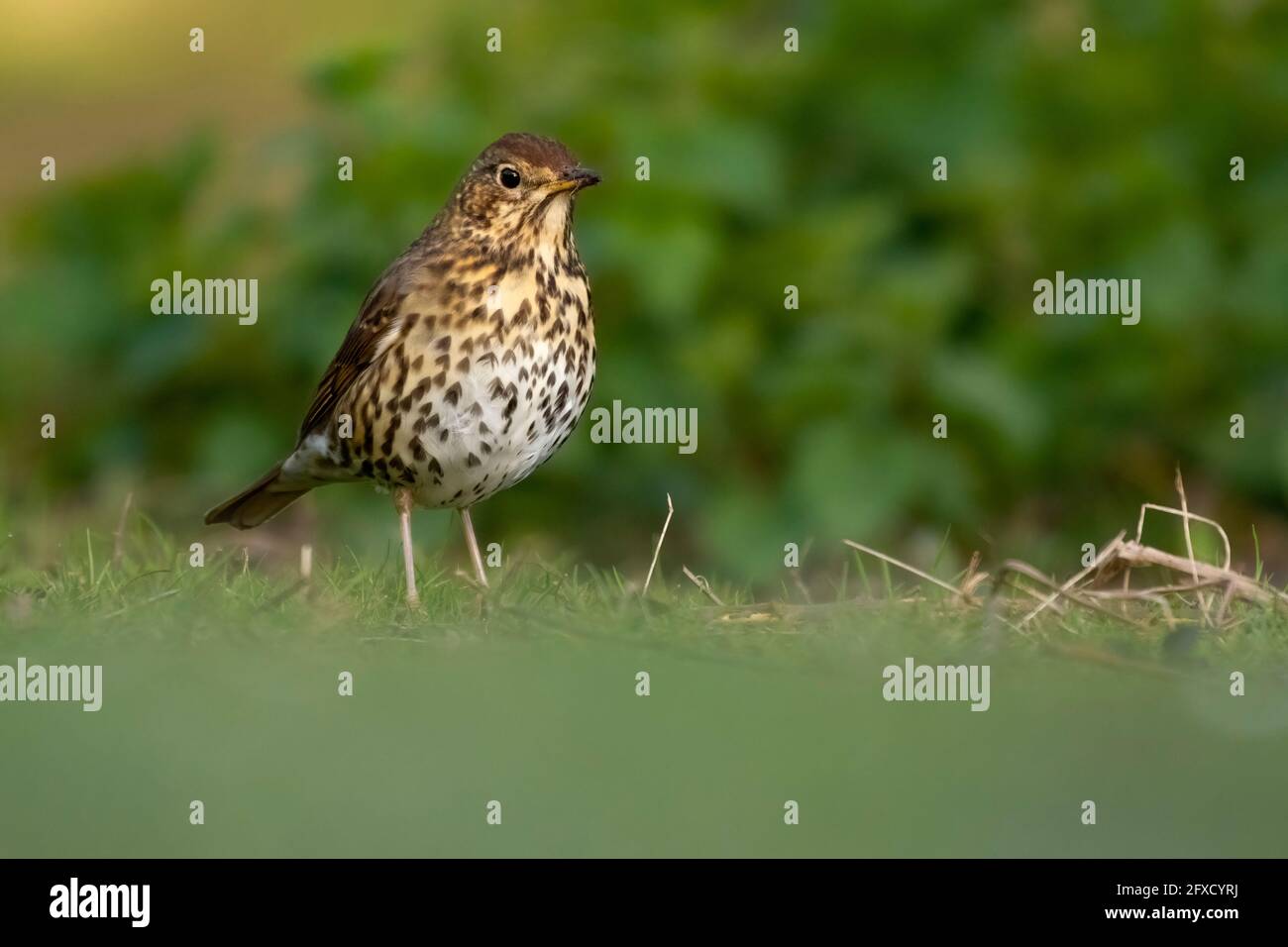 Singdrossel - Turdus philomelos Stockfoto