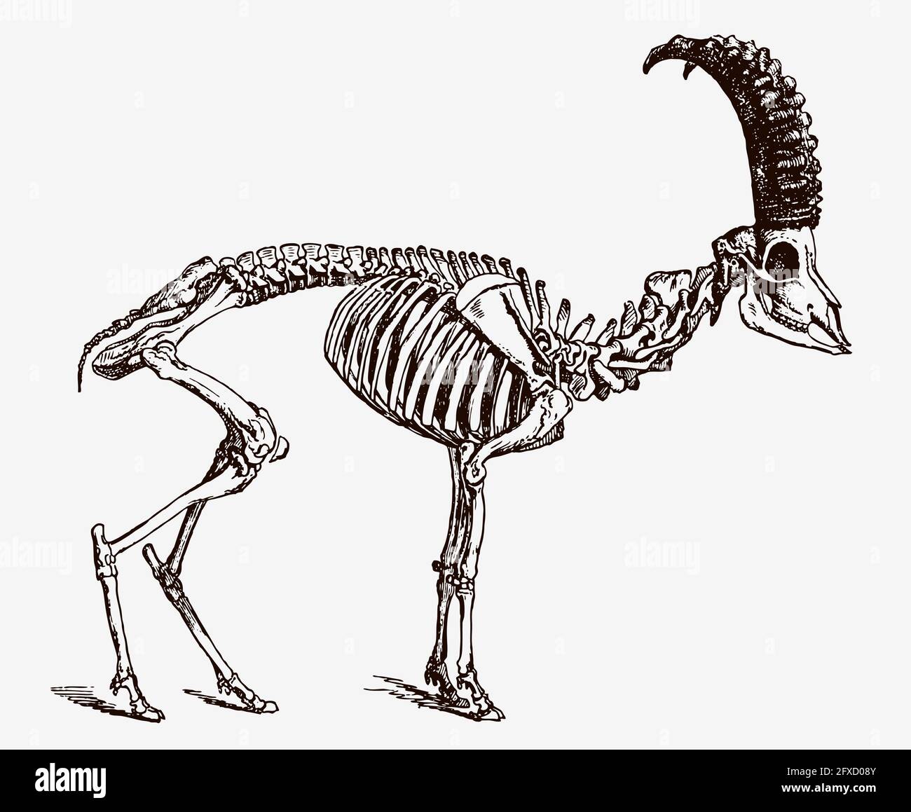 Skelett des männlichen Steinbockes, Capra-Steinbock in Profilansicht, nach antikem Stich aus dem 19. Jahrhundert Stock Vektor