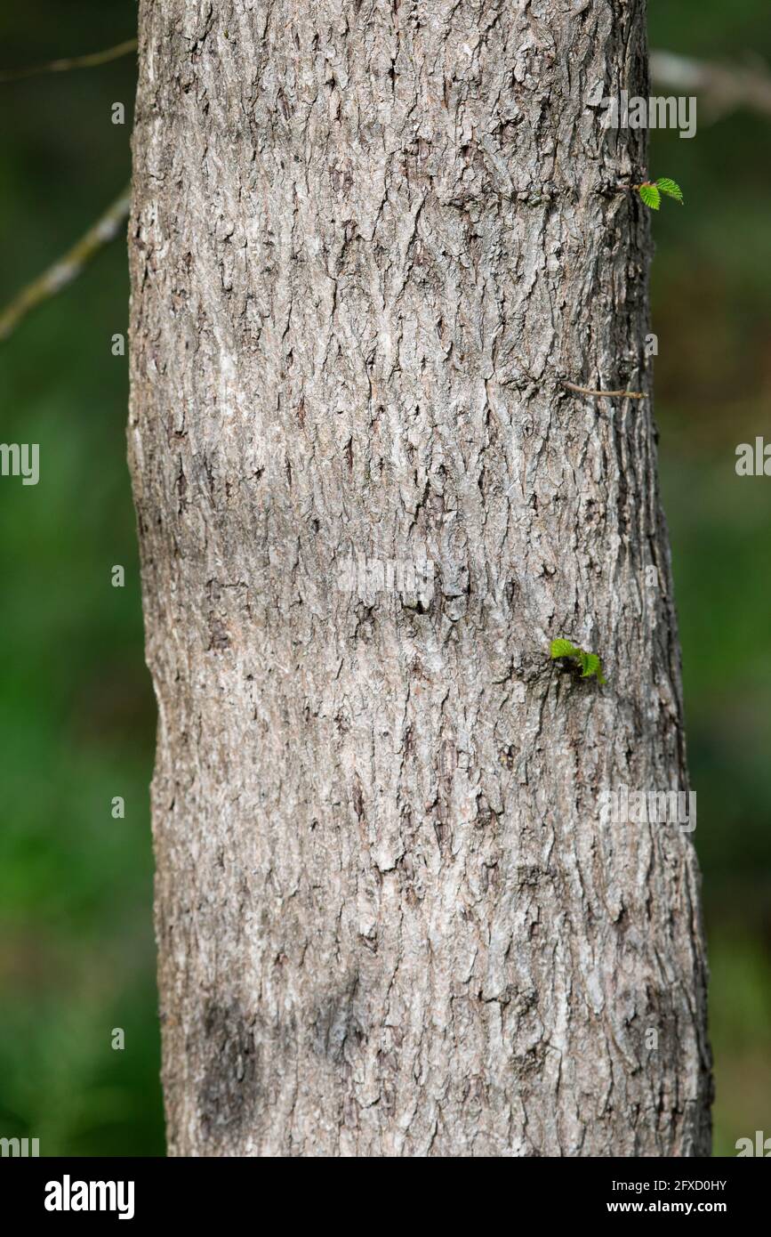 Wych Elm - Ulmus glabra - Rinde Stockfoto