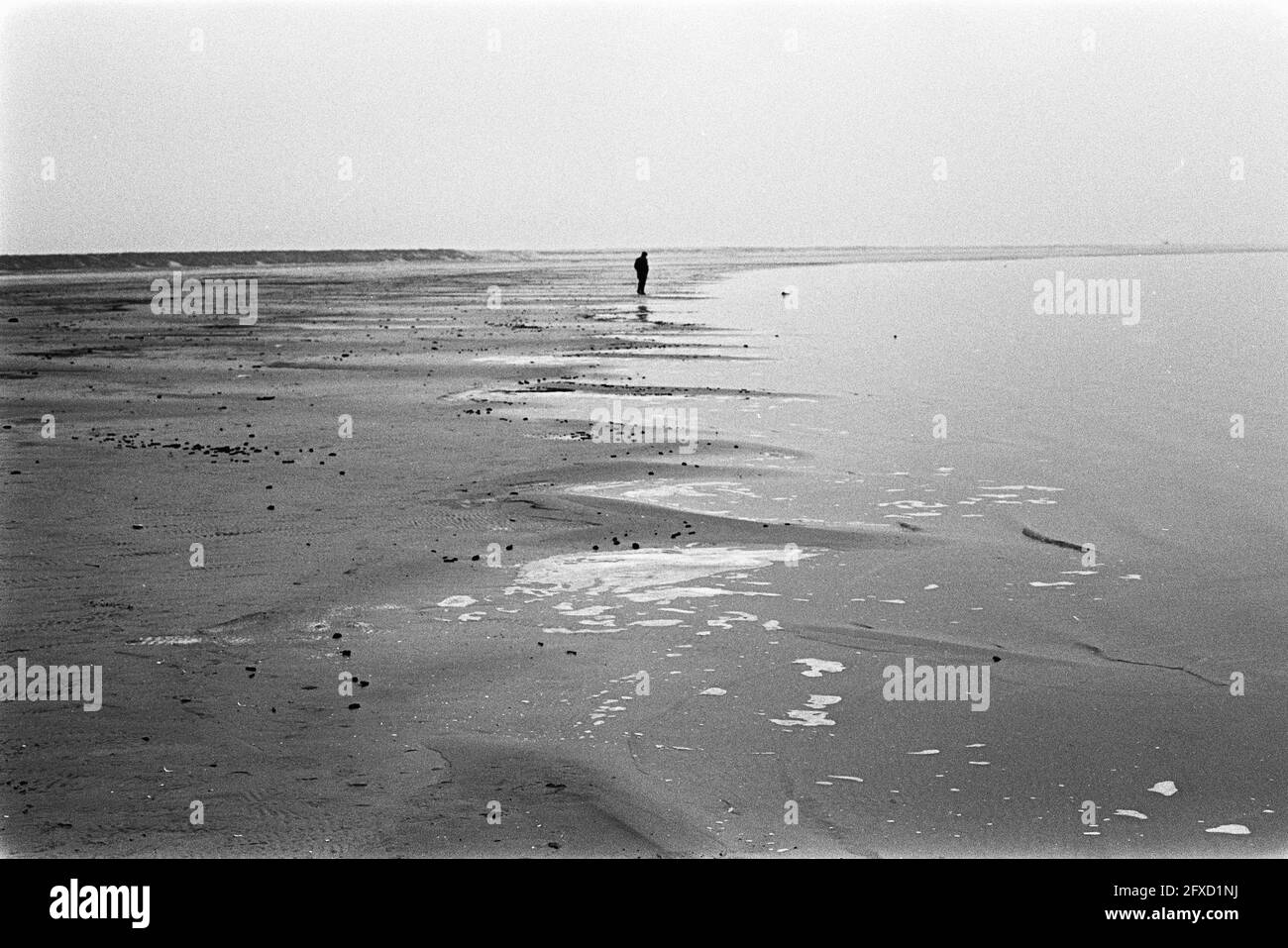 Presseexkursion Südliches Flevoland, Nummer 21 Baumstumpf aus der Antike auf dem Boden des zurückgewonnenen Landes, 13. Februar 1968, Niederlande, Foto der Presseagentur des 20. Jahrhunderts, zu erinnerende Nachrichten, Dokumentation, historische Fotografie 1945-1990, visuelle Geschichten, Menschliche Geschichte des zwanzigsten Jahrhunderts, Momente in der Zeit festzuhalten Stockfoto