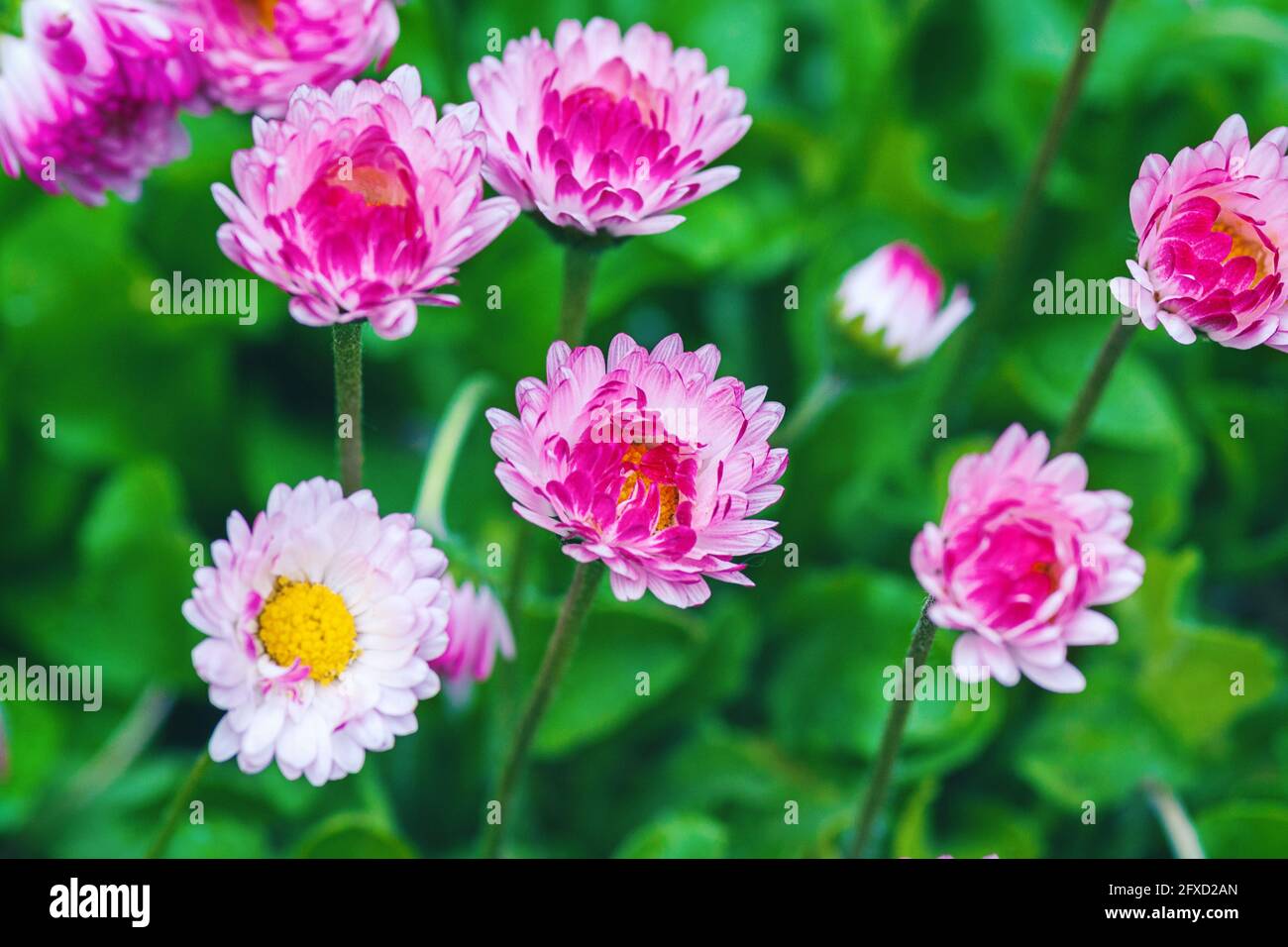 Rosa Gänseblümchen - Bellis perennis L. Nahaufnahme Stockfoto