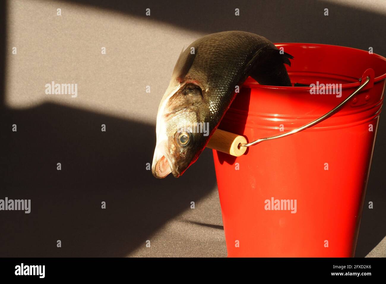 Seefisch, Seabass in einem Eimer. Stockfoto