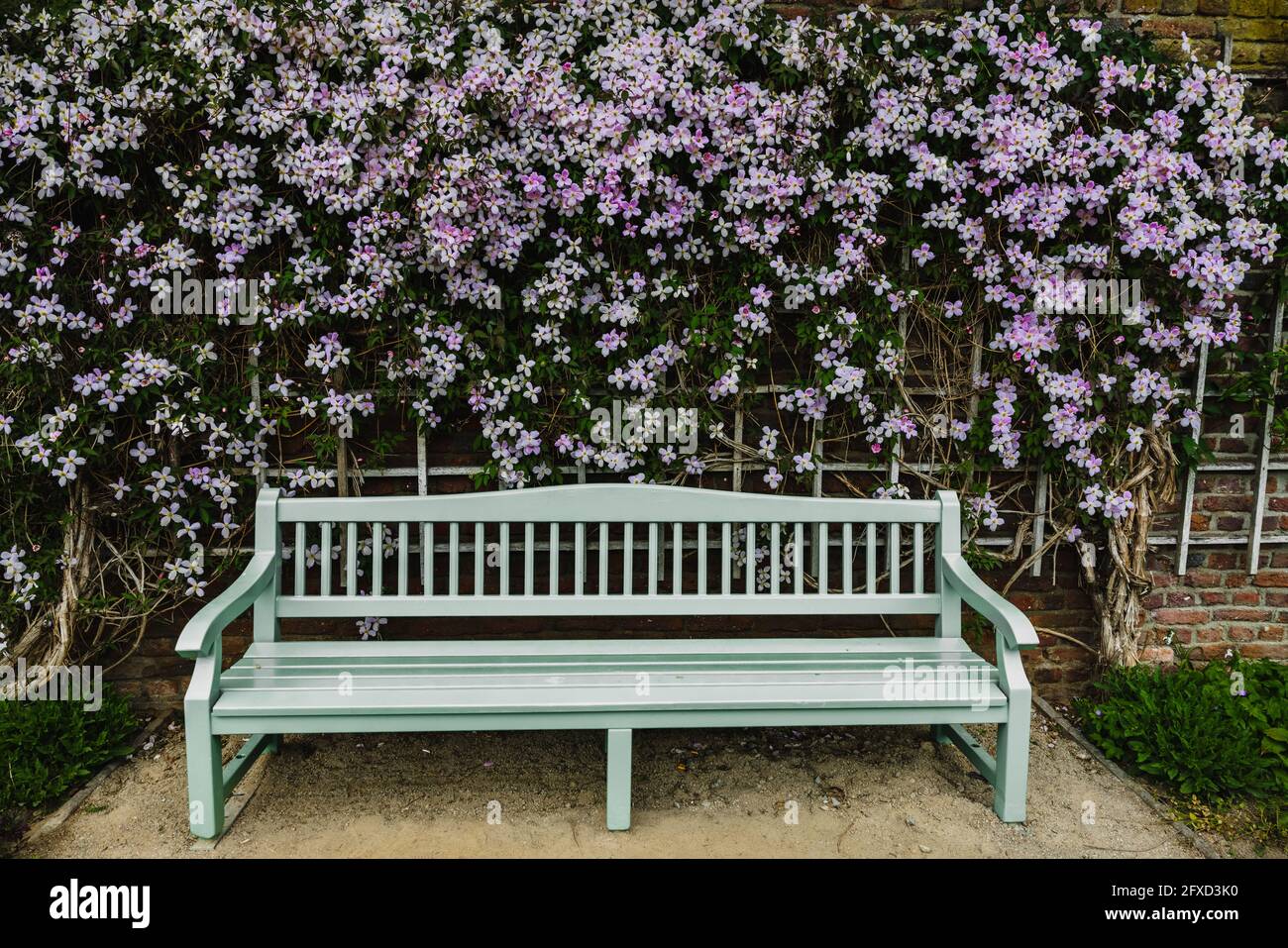 Holzbank mit schönen weißen Anemone Clematis Blumen auf dem Hintergrund im Park Stockfoto