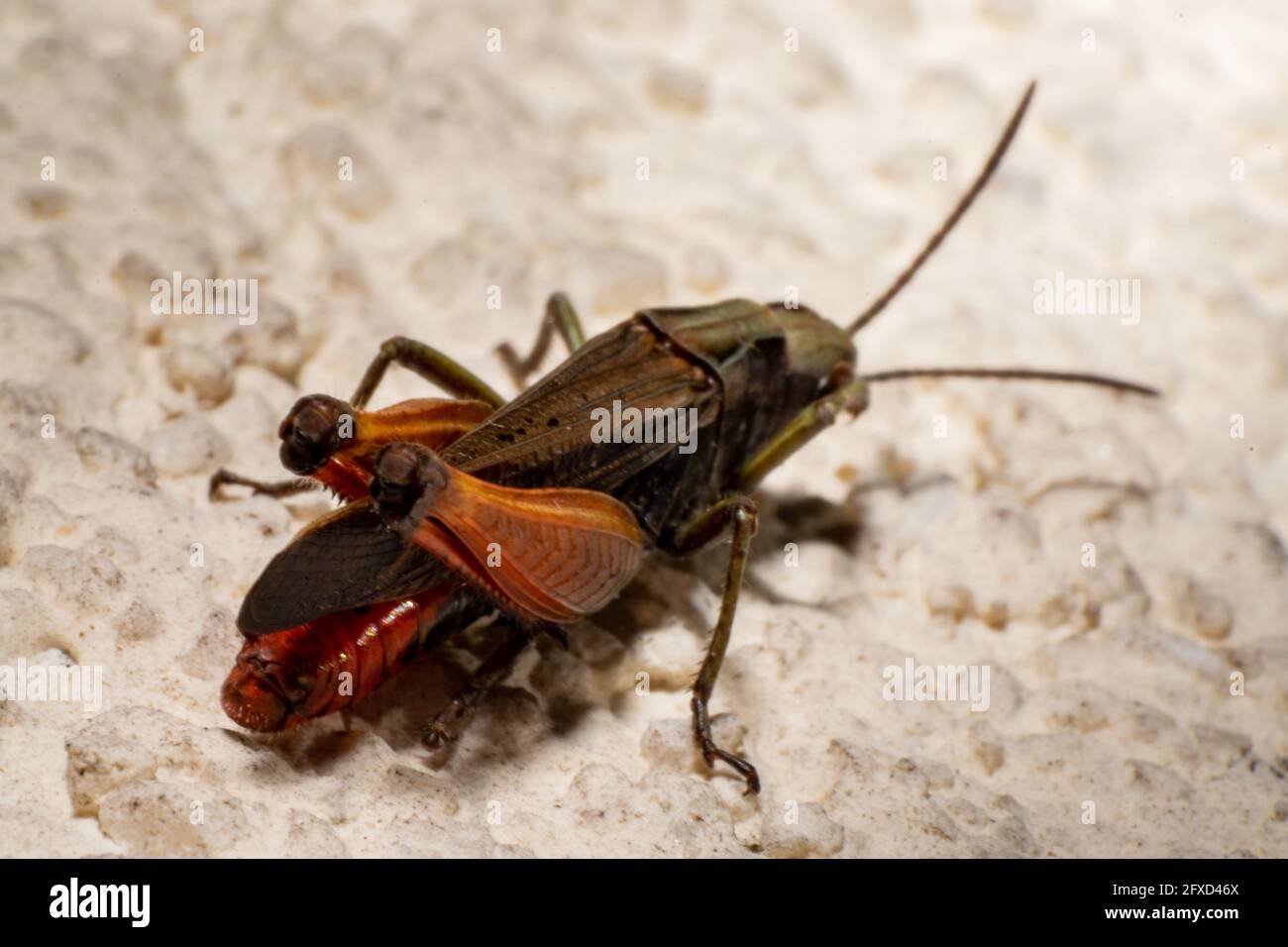 Rotbeinige Grasshopper, landwirtschaftliche Schädlinge, Melanoplus femurrubrum specie Stockfoto