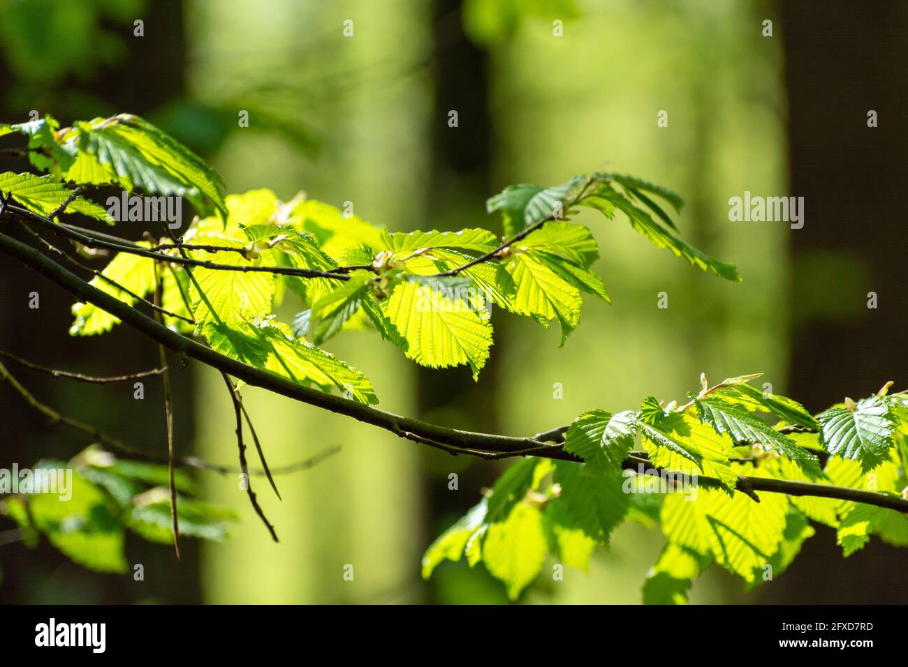 Ein Zweig aus grünem Hasel mit Sonnenlicht hervorgehoben, Frühlingsansicht Stockfoto