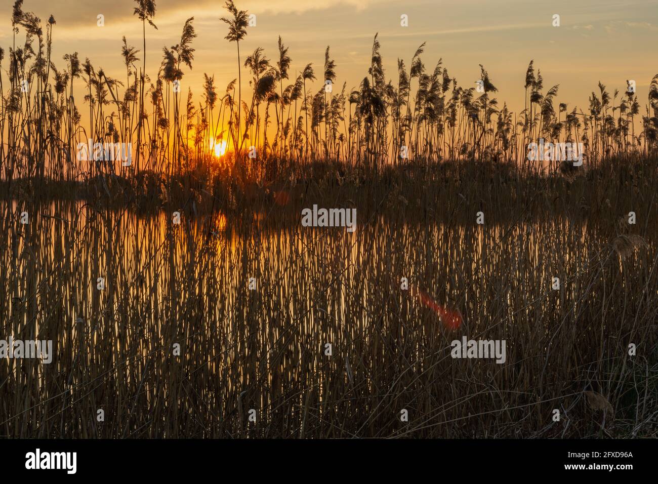 Ein orangefarbener Sonnenuntergang hinter dem Schilf am Seeufer, Stankow, Polen Stockfoto