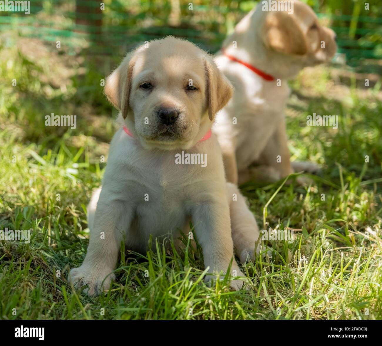 Labrador Welpe im grünen Gras Stockfoto