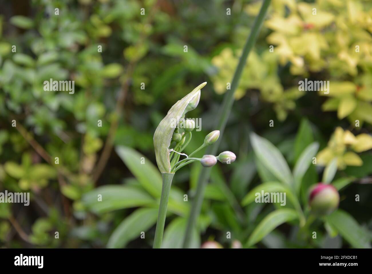 Nectaroscordum siculum, sizilianischer Honig Knoblauch bestehen aus vielen Knospen Stiele aus einer gemeinsamen Knospe, rein schönen und friedlichen Blumenraum ausgebreitet Stockfoto