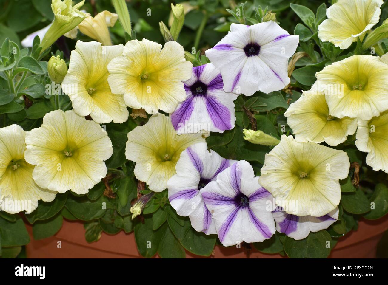 Nahaufnahme einer weißen und violetten Sternpetunie in einem Sommergarten. Stockfoto