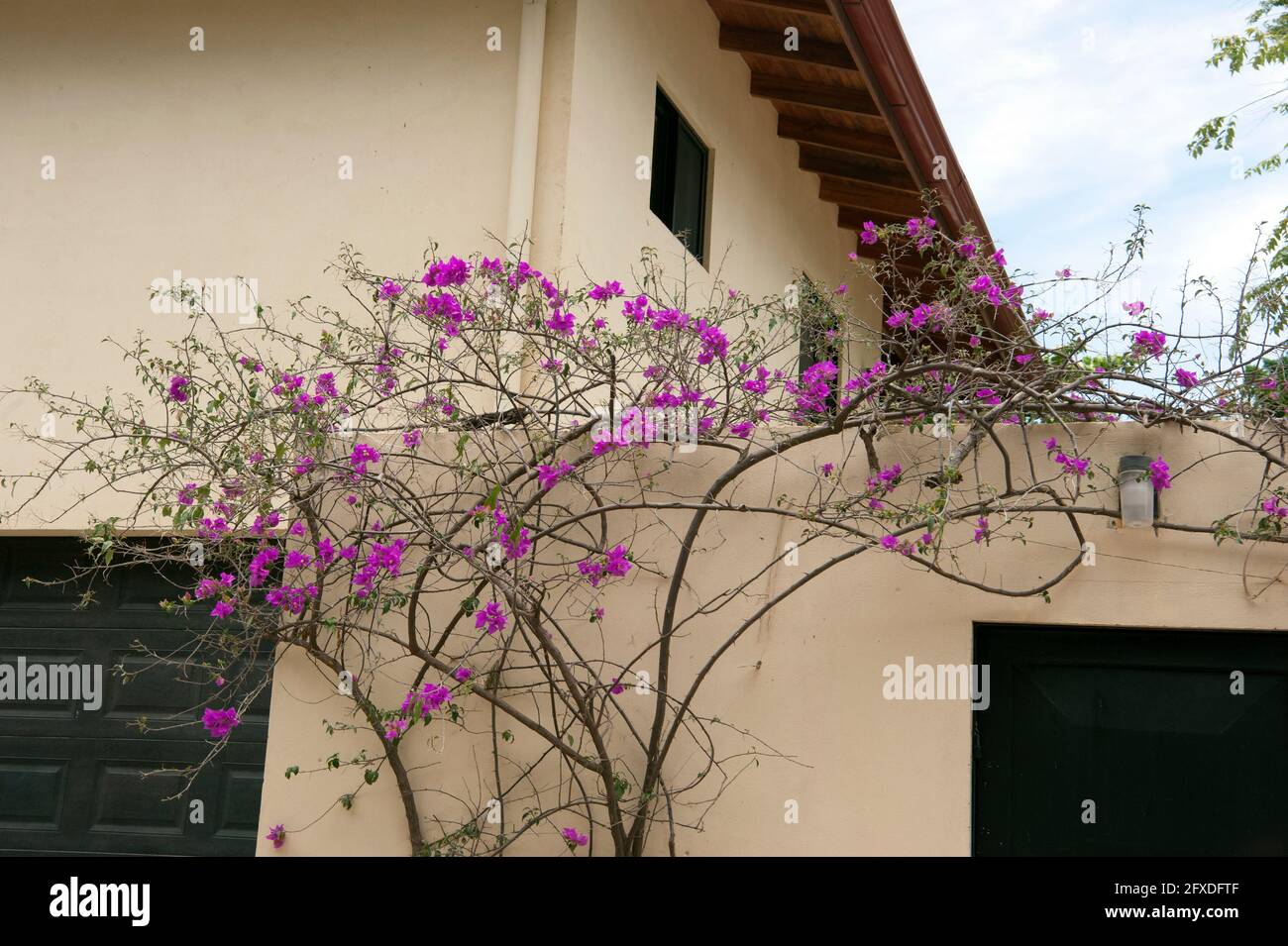 Bougainvillea Pflanze mit bunten Blumen bietet Landschaftsgestaltung Wohnarchitektur in Tamarindo, Costa Rica. Stockfoto