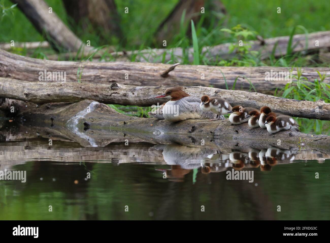 Merganser mit seinen kleinen Enten, Merganser mit ihren Kleinen Stockfoto