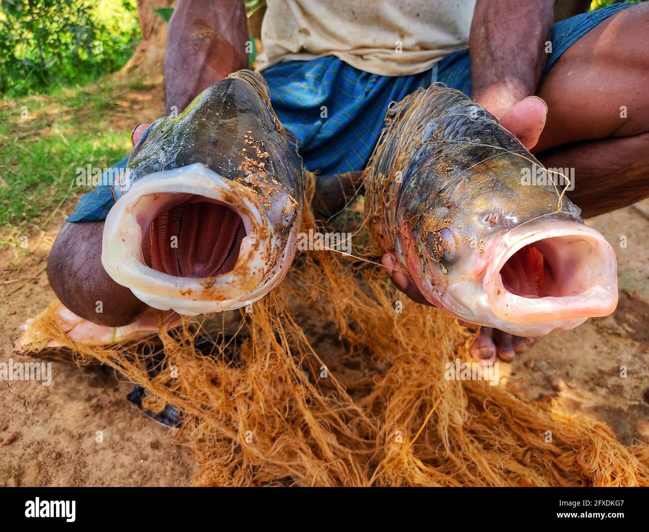 Fischer, der zwei riesige Catla-Karpfenfische in einem Fangnetz mit weit geöffneten Mündern hält Stockfoto