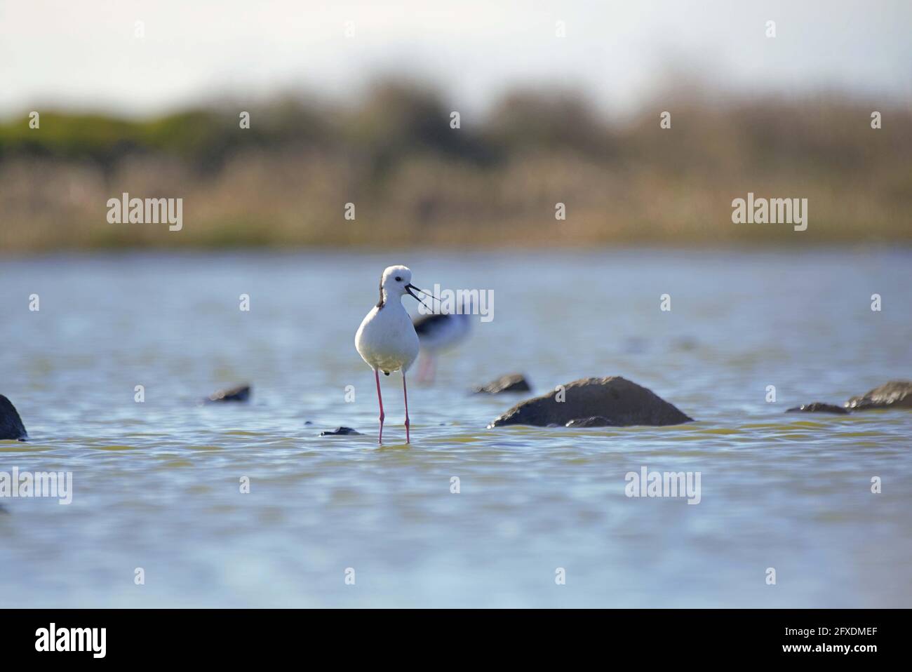 Weißkopfkippen Stockfoto