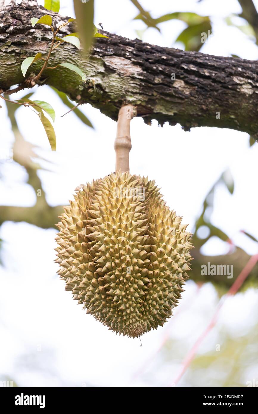 Monthong Durian auf Baum, König der Früchte aus Thailand Stockfoto