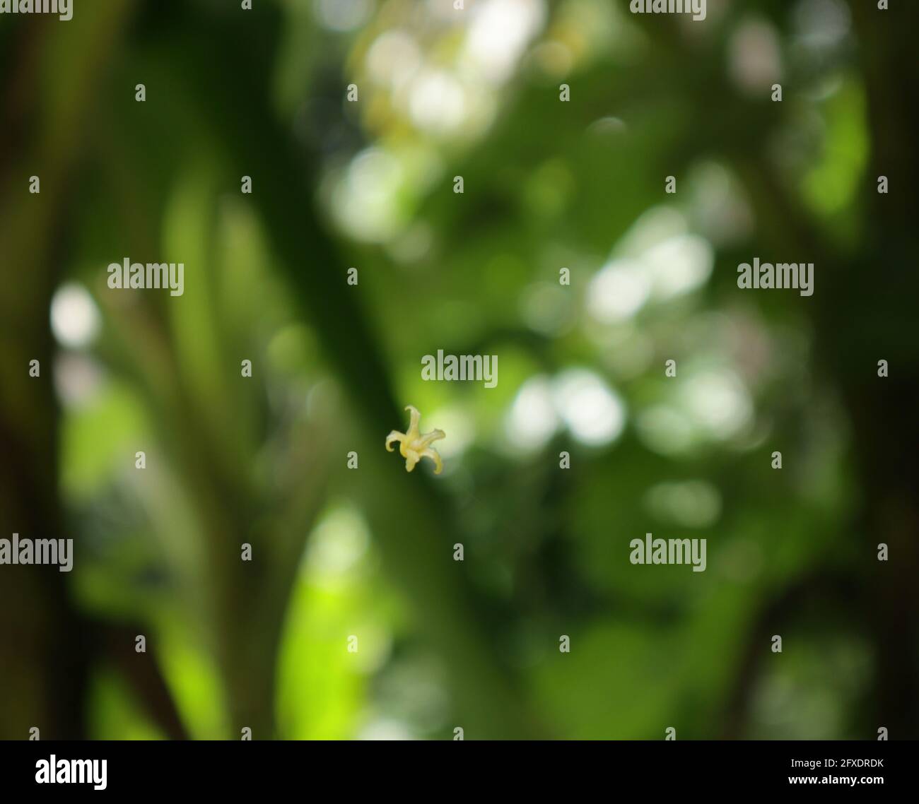 Eine kleine Gummiblume, die in einem einzigen Strang verwickelt ist Ein Spinnennetz Stockfoto