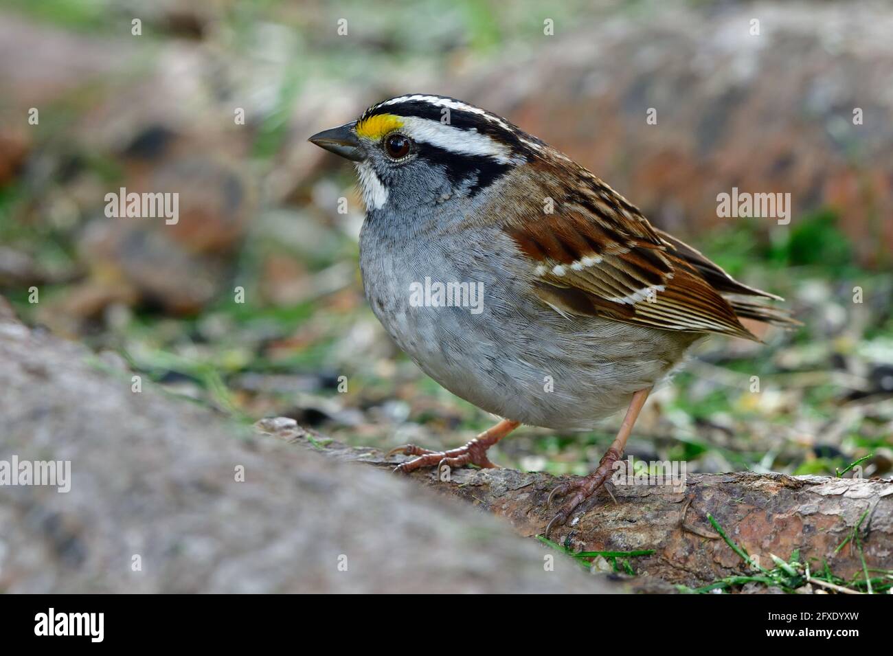 Eine Seitenansicht eines Weißkehlspatzen „Zonotrichia albicollis“, der auf einer Baumwurzel in seinem Lebensraum für Wildtiere im ländlichen Alberta, Kanada, steht. Stockfoto