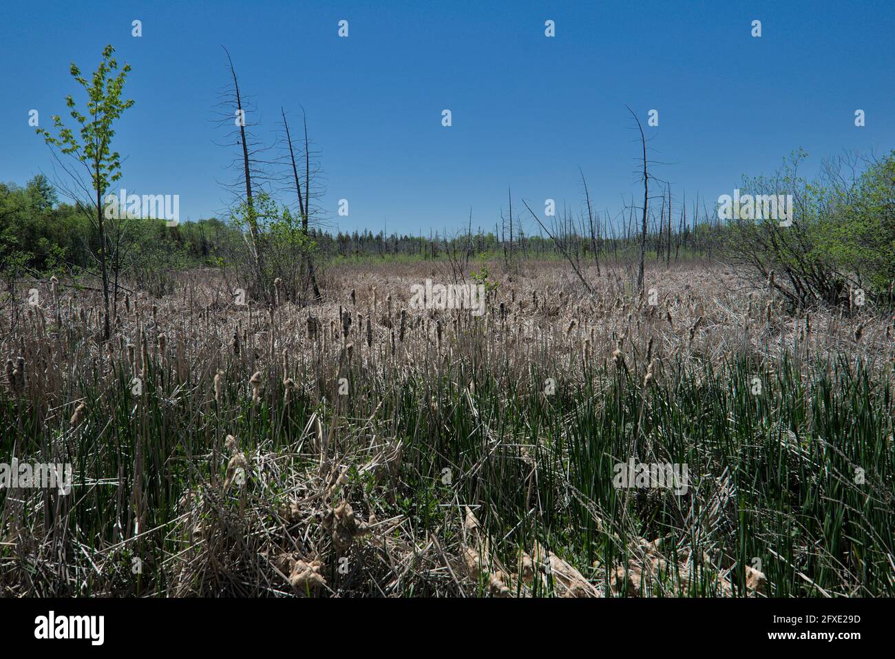 Stony Swamp Feuchtgebiete neben Lime Kiln Trail in der Nähe von Ottawa, Ontario, Kanada. Eine wunderbare Wanderung am Nachmittag. Stockfoto