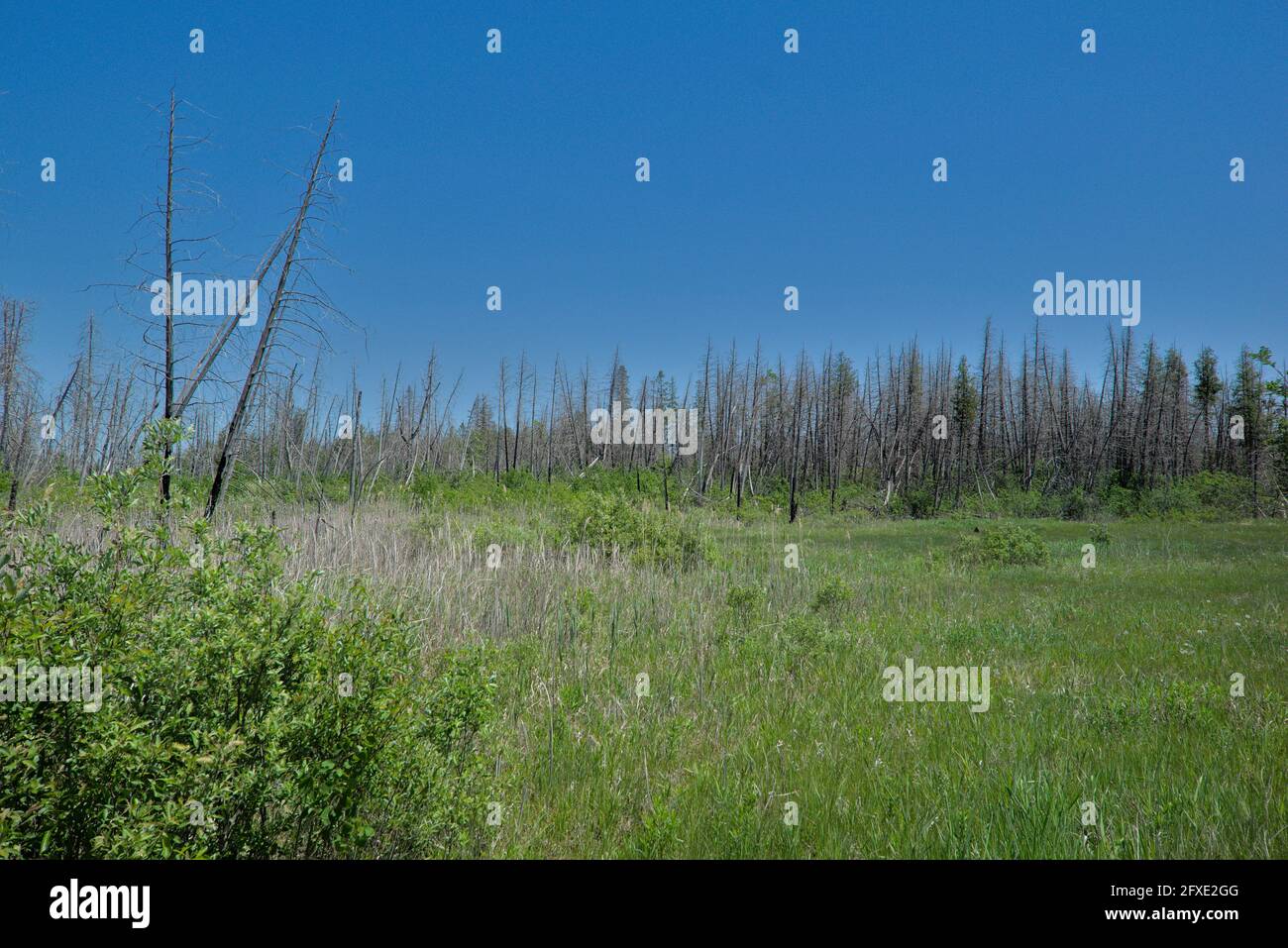 Lime Kiln und Chipmunk Trails - 4.0 Kilometer leicht befahrene Rundstrecke in der Nähe von Ottawa, Ontario, Kanada. Eine schöne Wanderung am Nachmittag. Stockfoto