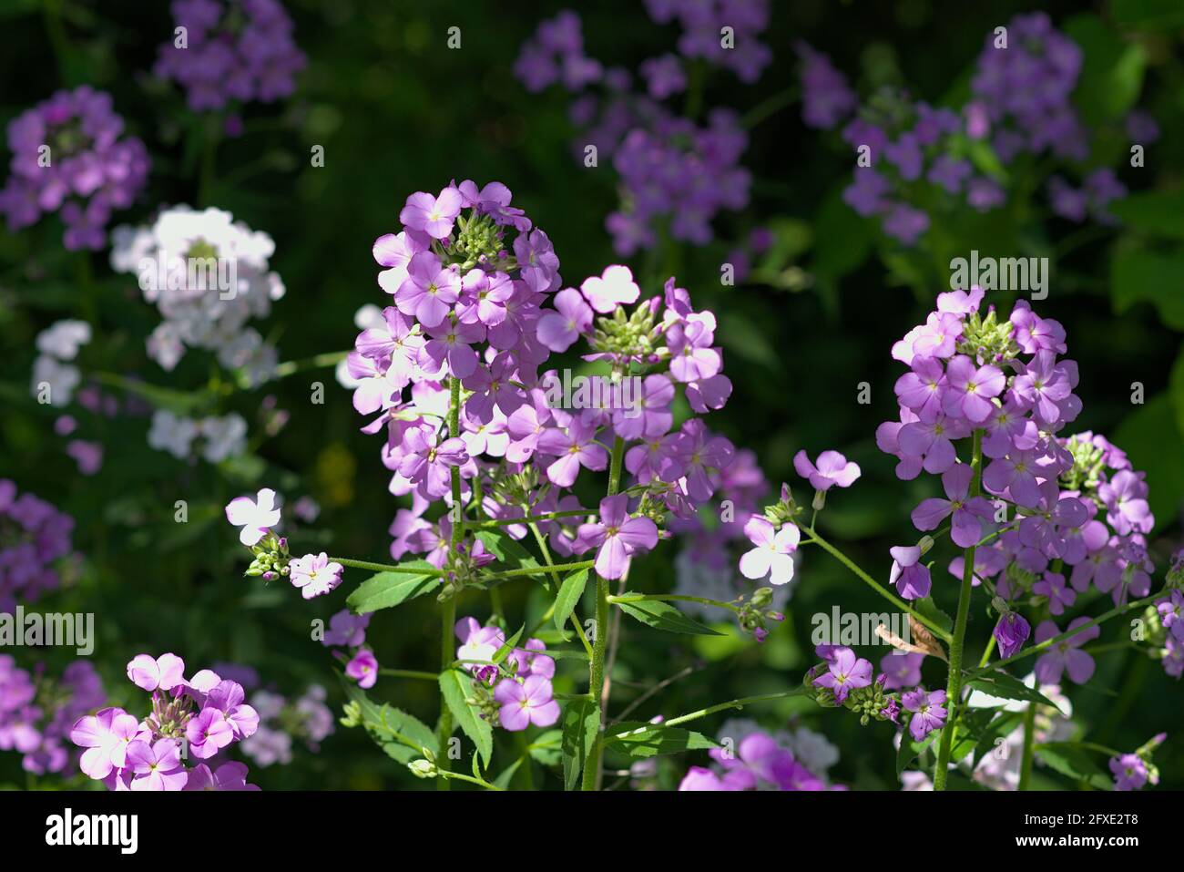 Schöne, blassviolette Blütenköpfe einer wilden, süßen Rakete (Hesperis matronalis) auf einer Wanderung außerhalb von Ottawa, Ontario, Kanada. Stockfoto