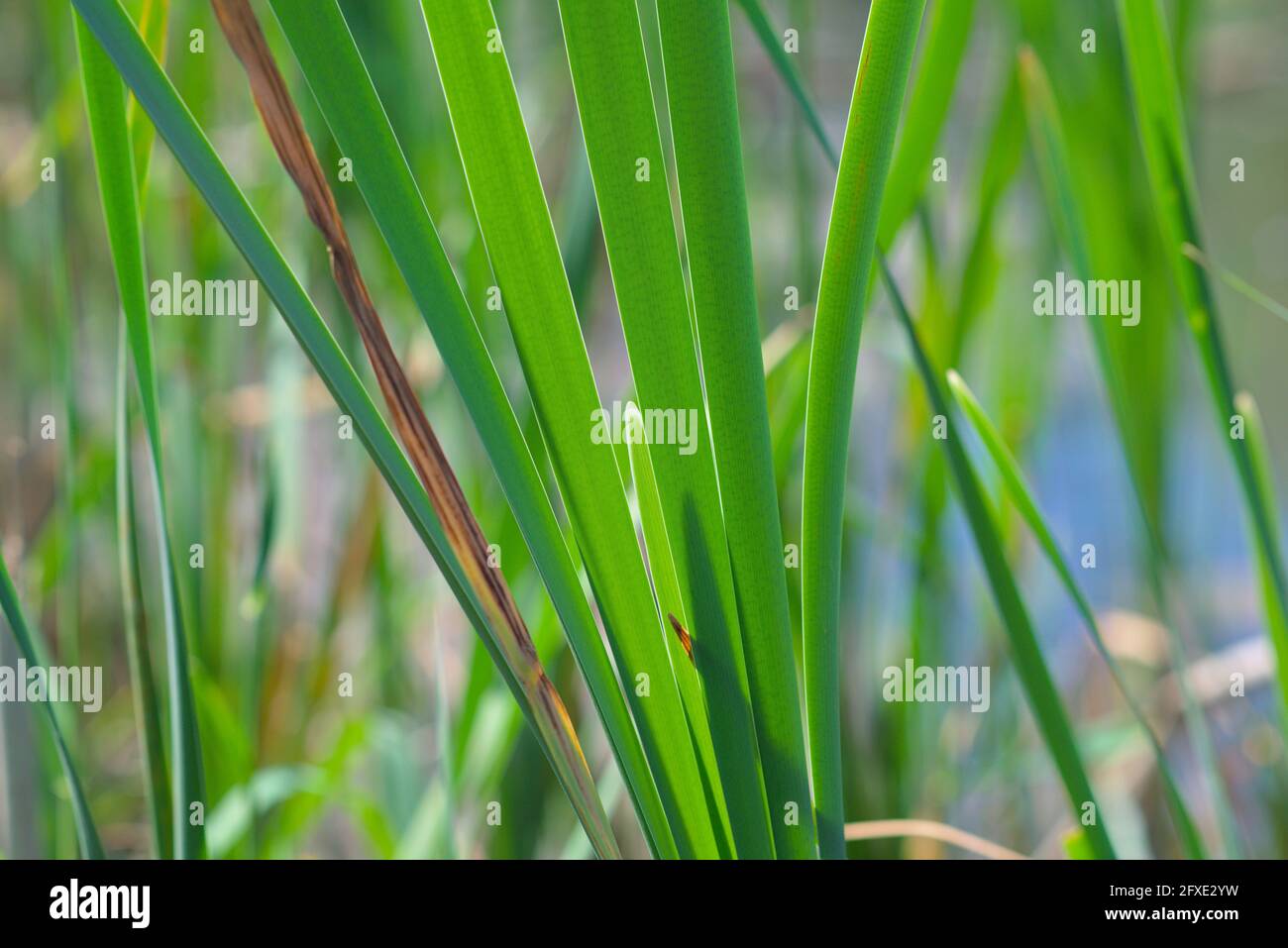 Wunderbares Grün von neuem Frühlingsblatt Wachstum von Schilf an einem Teich in Ottawa, Ontario, Kanada. Stockfoto