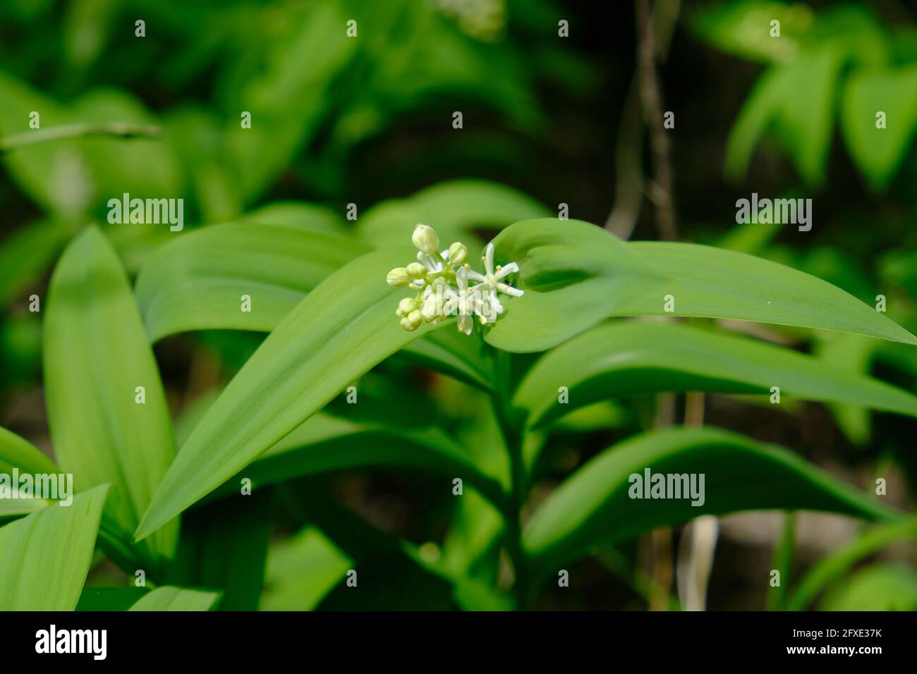 Zierliche weiße solomonssiegel (Maianthemum stellatum) Stockfoto