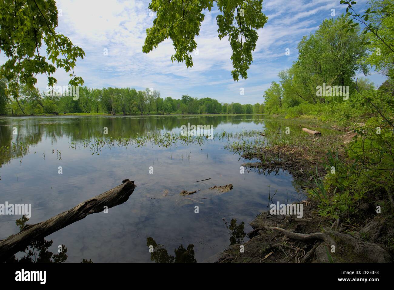 Petrie Island Feuchtgebiete am Ottawa River östlich von Ottawa, Ontario, Kanada. Stockfoto