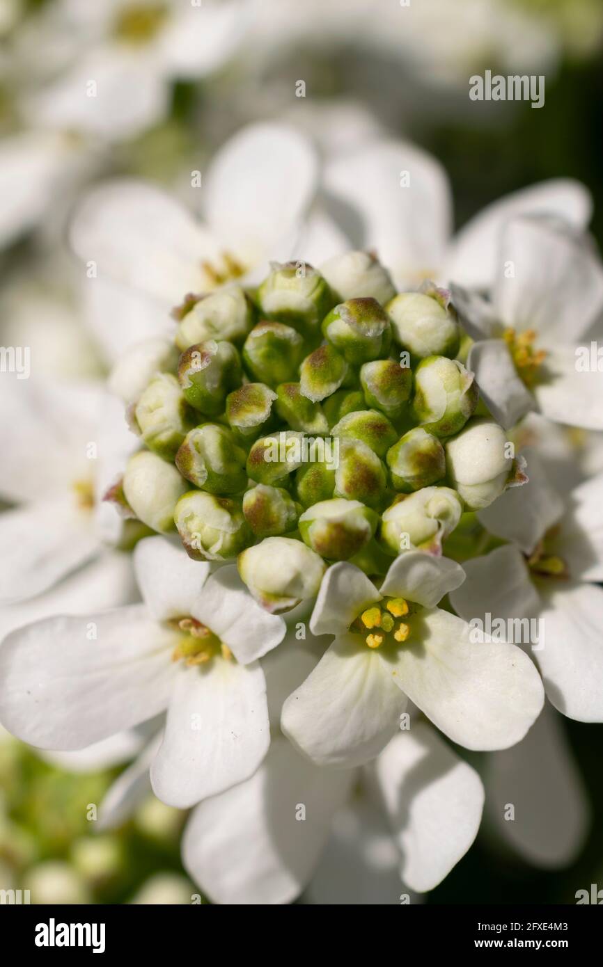 Immergrüne Candytuft (Iberis sempervirens) blüht an einem sonnigen Tag strahlend weiß. Diese winterharte Staude hat fröhliche weiße Blüten. Stockfoto