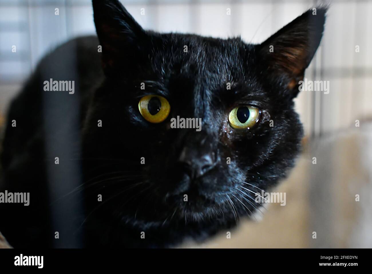 Nahaufnahme einer schönen schwarzen Katze mit grünen Augen Stockfoto