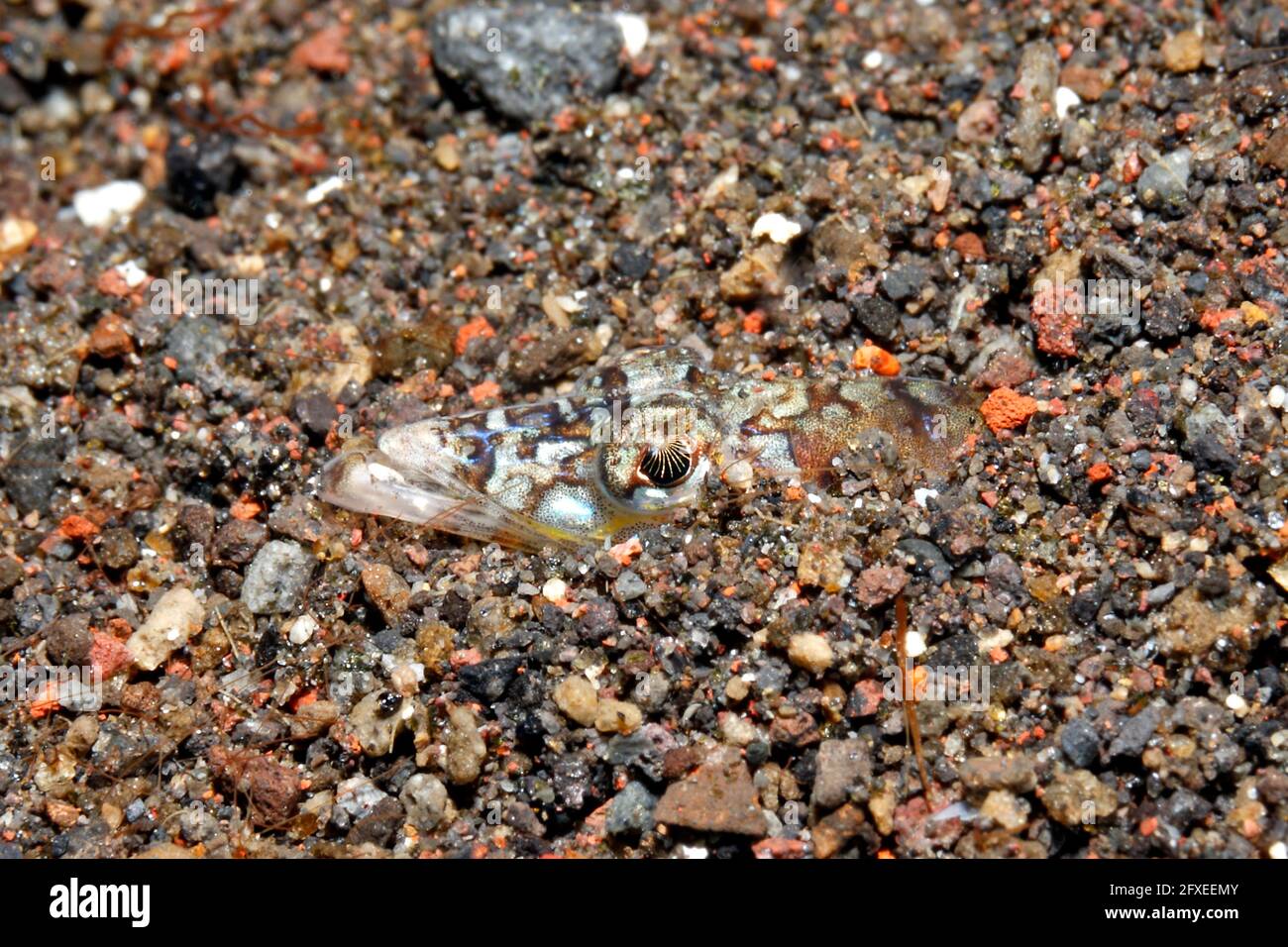Threadfin Sand Tauber, Trichonotus elegans, Kopf in Sand zeigen. Auch bekannt als Long-Rayed Sand und elegant Sand. Nahaufnahme Kopf, Gesicht, Mund Stockfoto
