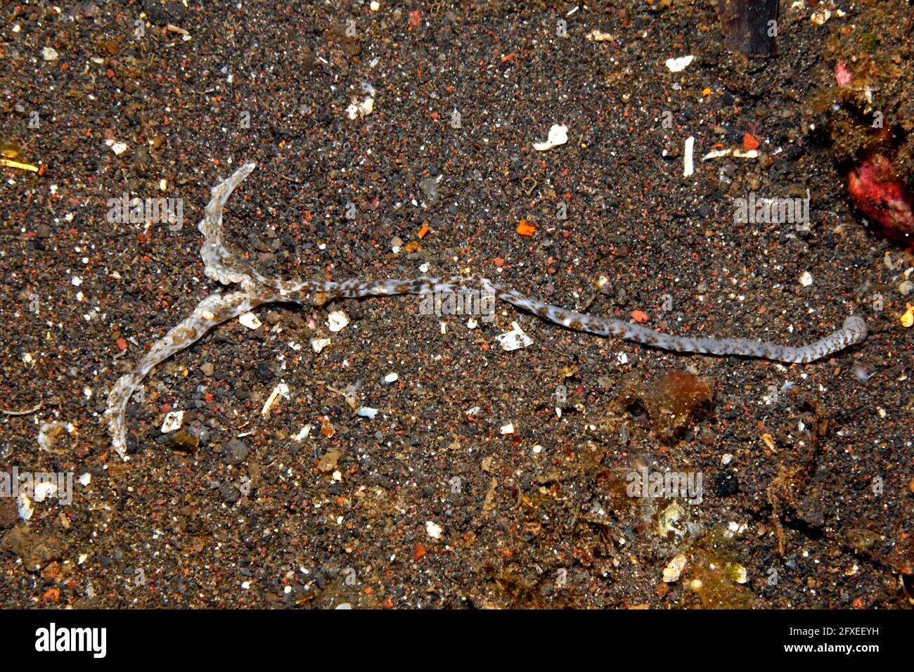 Löffel Wurm proboscis, oder Fütterungentakel, möglicherweise Bonellia sp. Tulamben, Bali, Indonesien. Bali Meer, Indischer Ozean Stockfoto