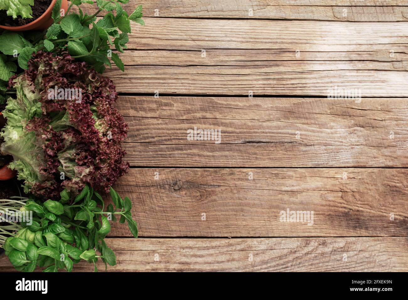 Gartenarbeit und gesundes Esskonzept mit verschiedenen Kräutern und Salat Blätter auf Holzhintergrund Stockfoto