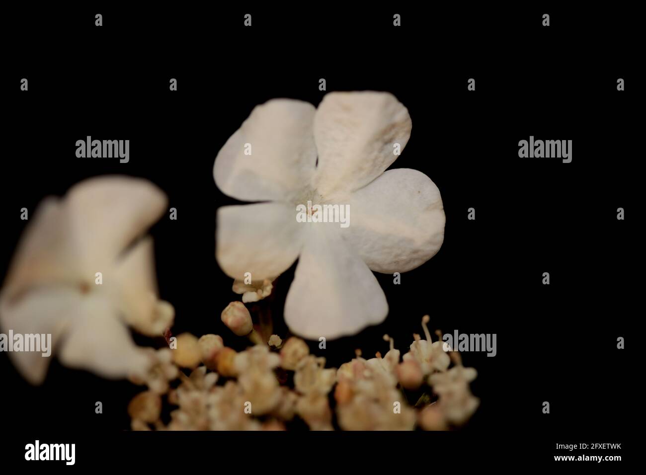 Weiße kleine Blume blühende Viburnum Familie adoxaceae botanischen modernen hoch Hochwertige Großformatdrucke Stockfoto