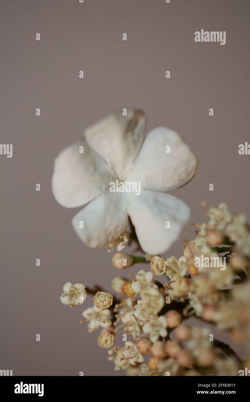 Weiße kleine Blume blühende Viburnum Familie adoxaceae botanischen modernen hoch Hochwertige Großformatdrucke Stockfoto