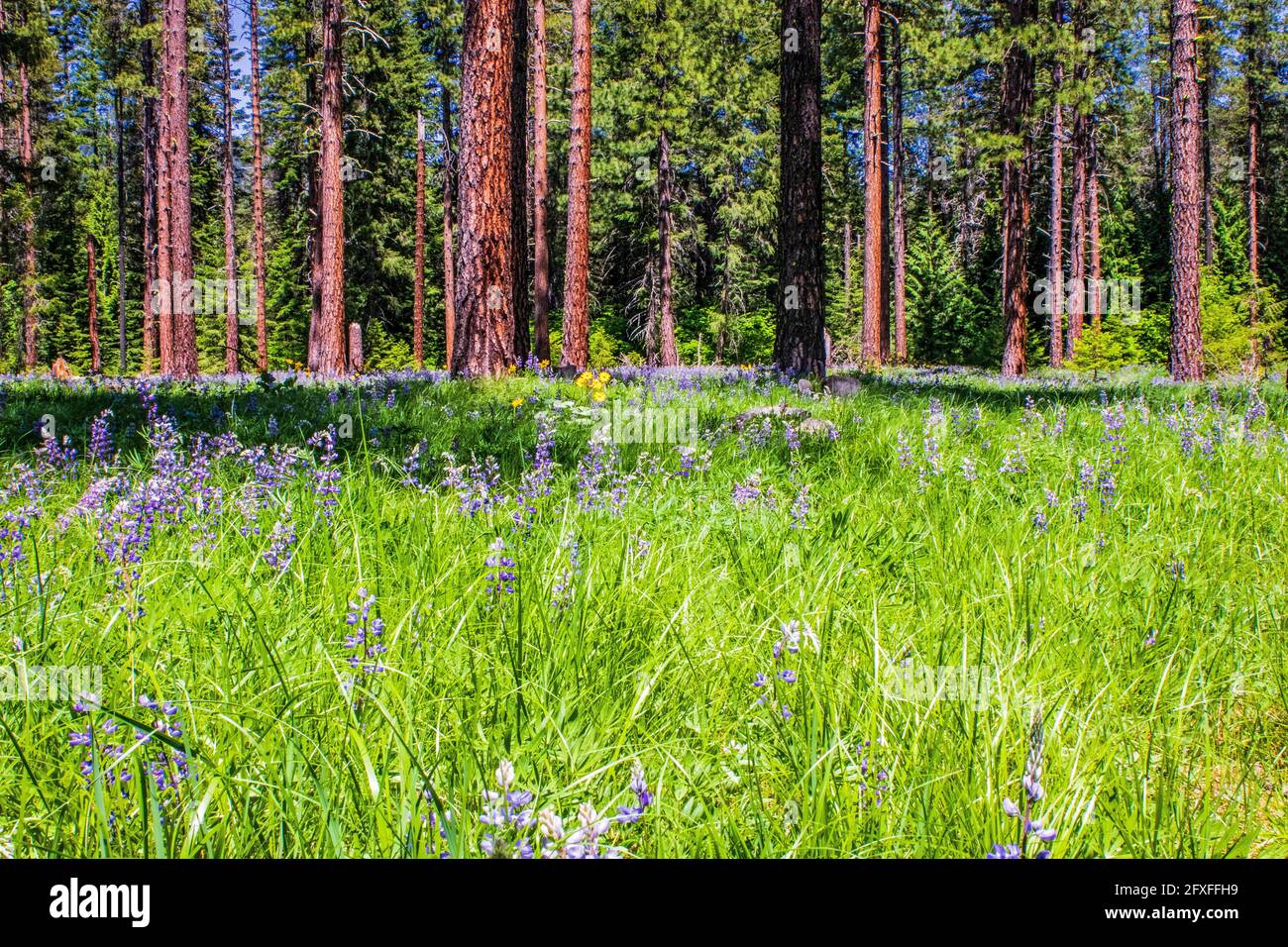 Waldwiese mit blühenden Wildblumen, umgeben von gigantischer Ponderosa Kiefern Stockfoto