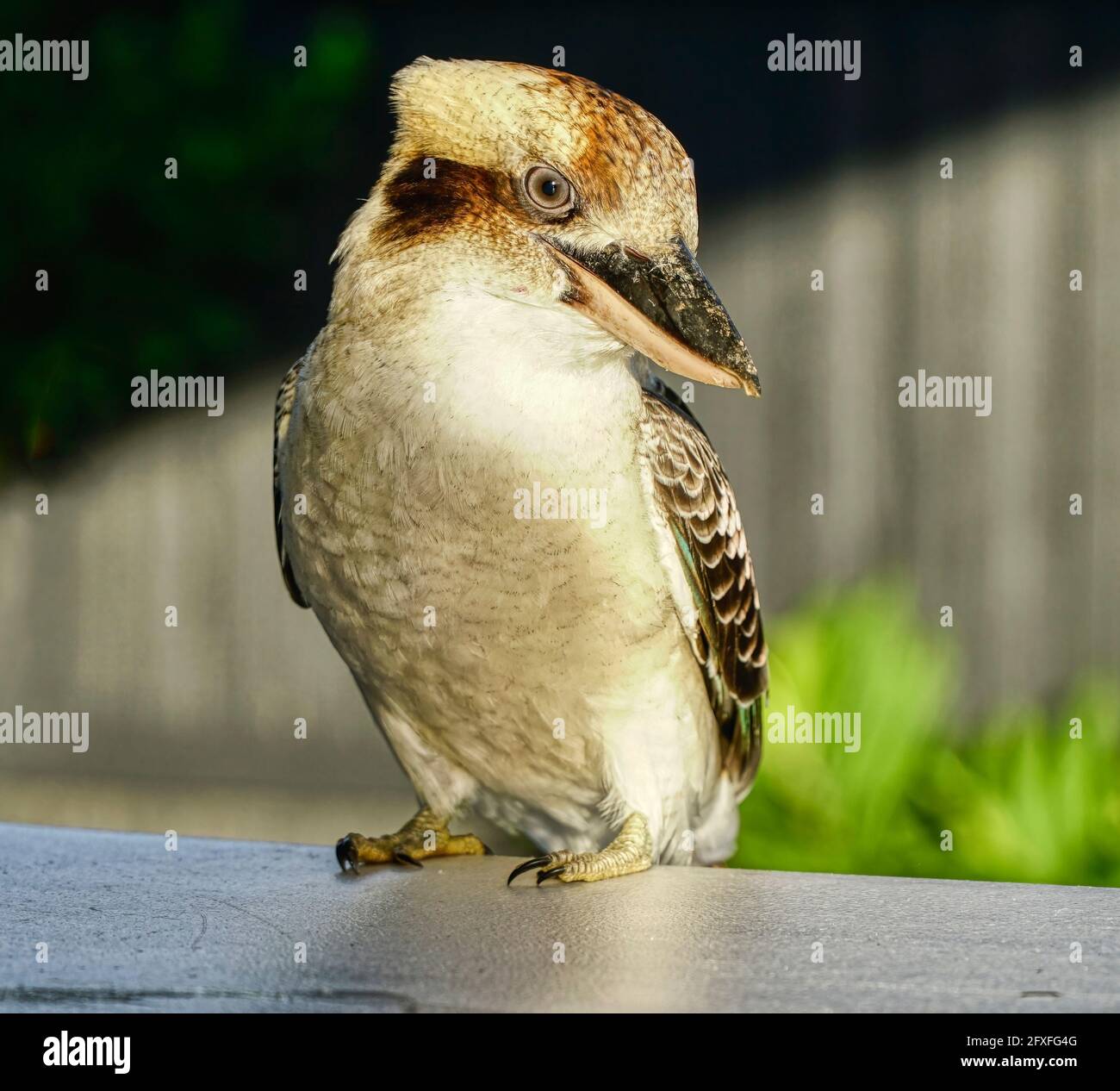 Freundlicher Kookaburra-Vogel, der auf dem hinteren Zaun thront und darauf wartet Gefüttert werden Stockfoto