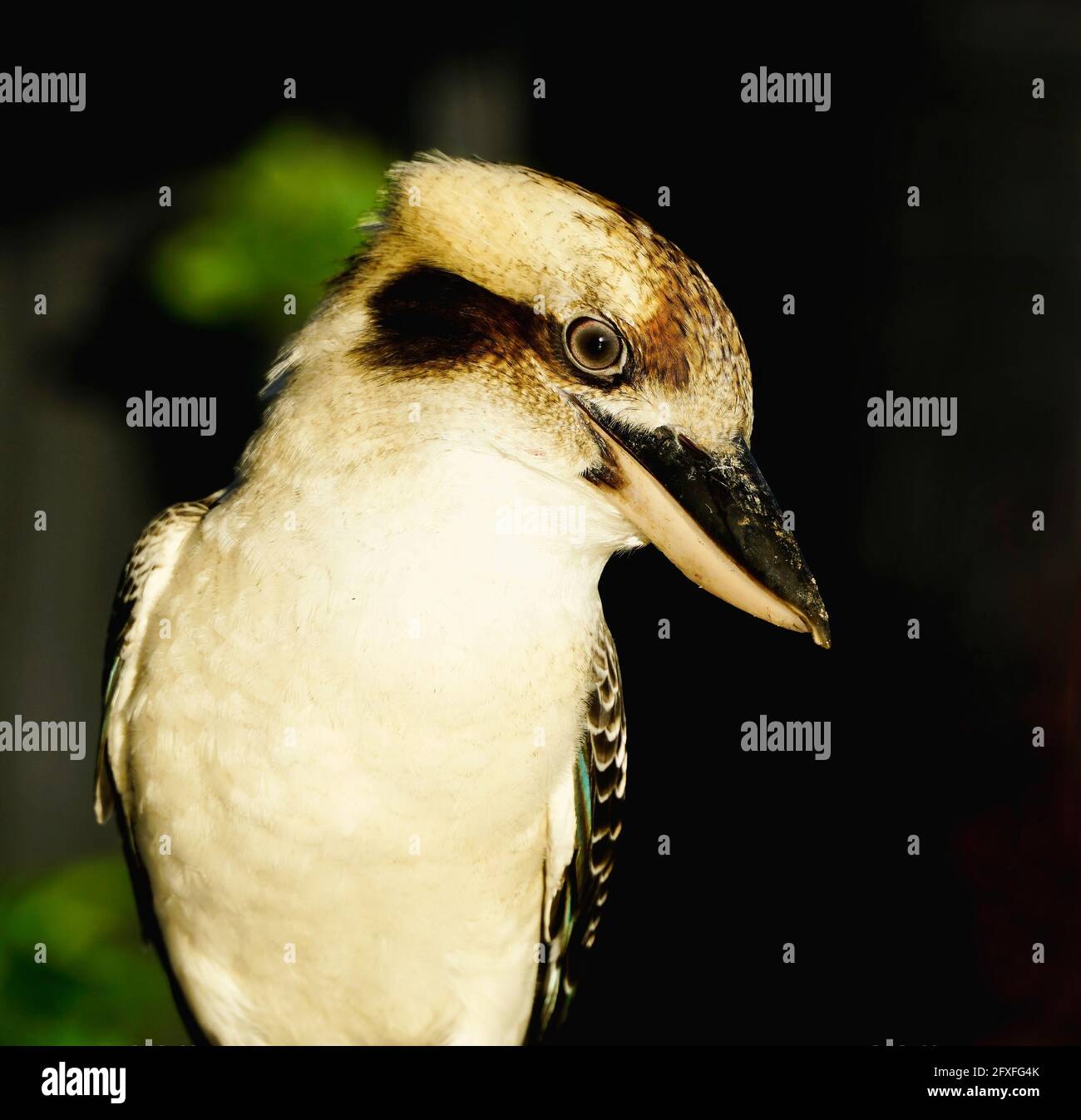 Freundlicher Kookaburra-Vogel, der auf dem Zaun thront Stockfoto