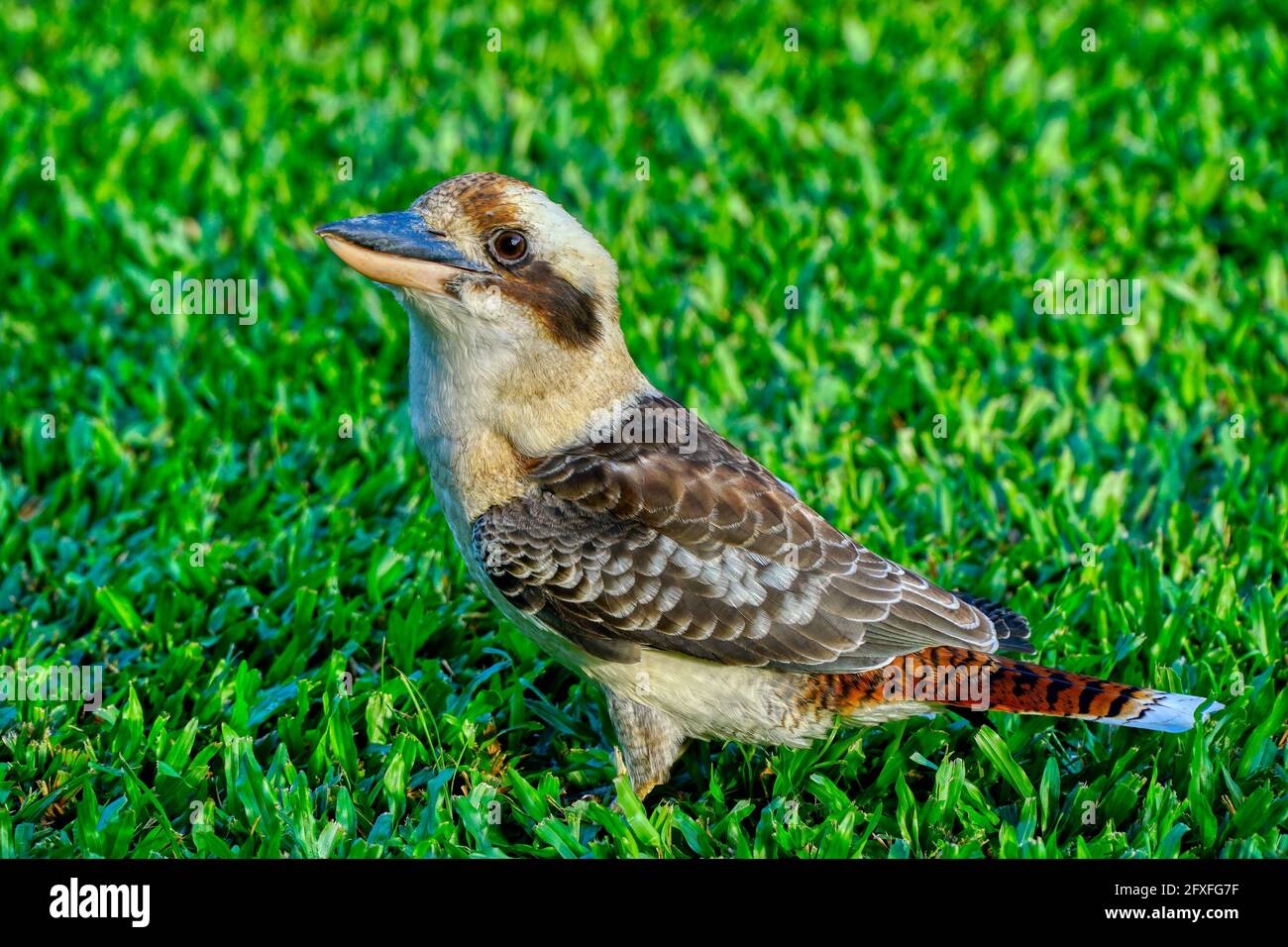 Ein freundlicher Kookaburra auf dem Rasen ist es ein Australier Heimischer Vogel Stockfoto