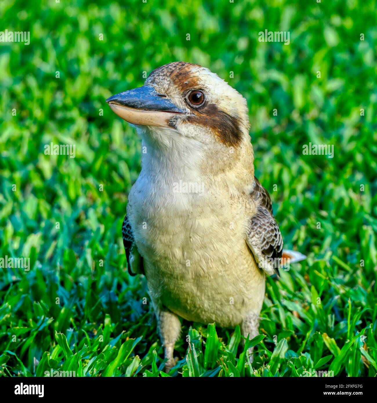 Freundliche kookaburra wartet auf ein Futter grünes Gras als Hintergrund Stockfoto