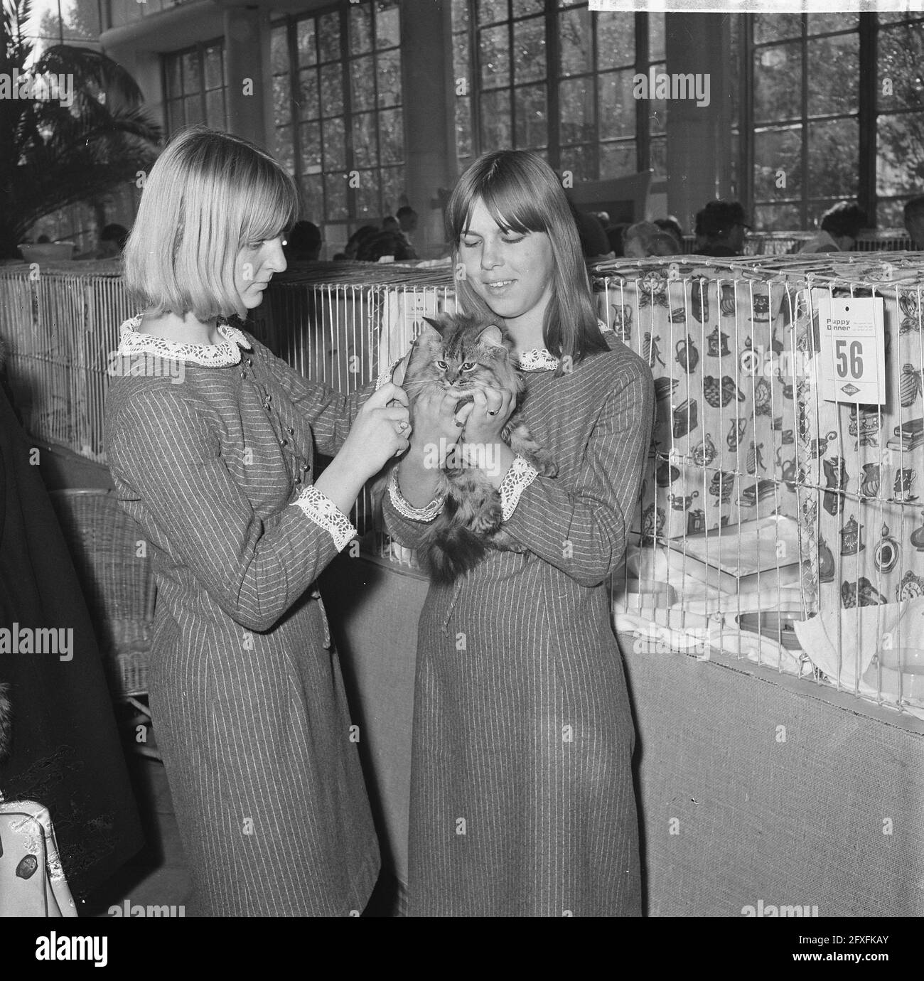 Zwei Mädchen während sie den braun gestromten Rüden Tarzan bewundern, 27. Oktober 1965, Haustiere, Katzen, Ausstellungen, Frauen, Niederlande, Foto der Presseagentur des 20. Jahrhunderts, Nachrichten zur Erinnerung, Dokumentarfilm, historische Fotografie 1945-1990, visuelle Geschichten, Menschliche Geschichte des zwanzigsten Jahrhunderts, Momente in der Zeit festzuhalten Stockfoto