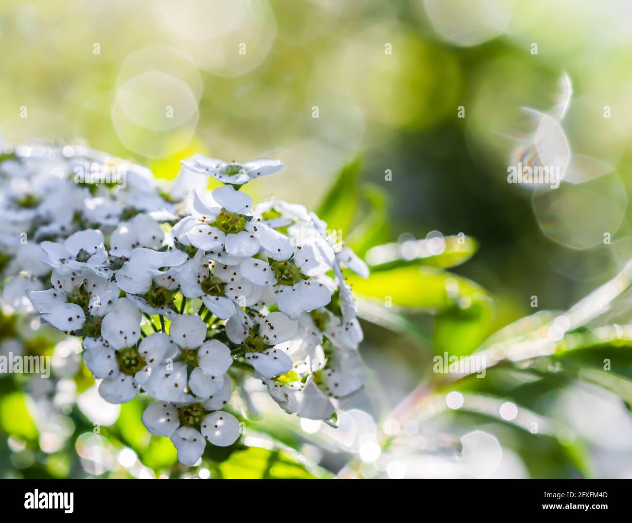 Weiße Blüten Thunberg Spirea, Spiraea thunbergii, nach Regen. Bokeh mit Sonneneinstrahlung Stockfoto