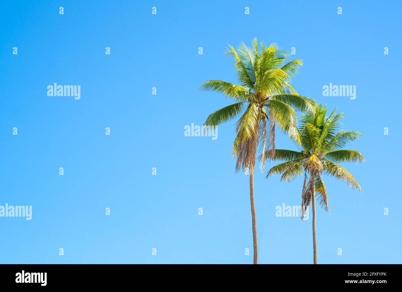 Zwei Palmen unterschiedlicher Höhe an einem sonnigen Tag vor blauem Himmel. Exotischer Hintergrund, Kopierbereich. Stockfoto