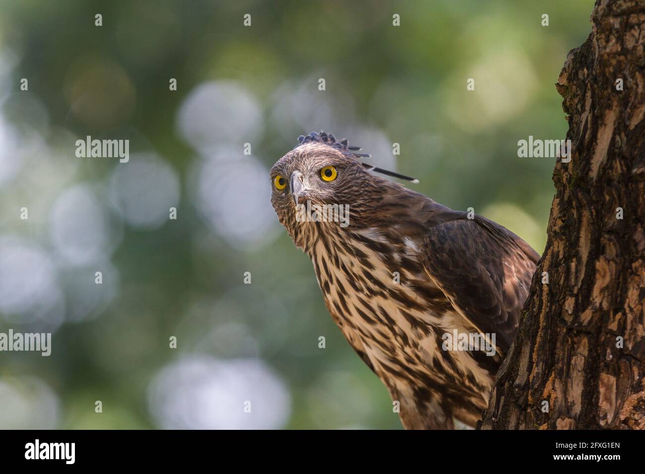 Horizontale Komposition eines wandelbaren Hawk-Adlers, der gerade auf einem Baumstumpf im Bandhavgarh National Park, Madhya Pradesh, Indien, thront Stockfoto