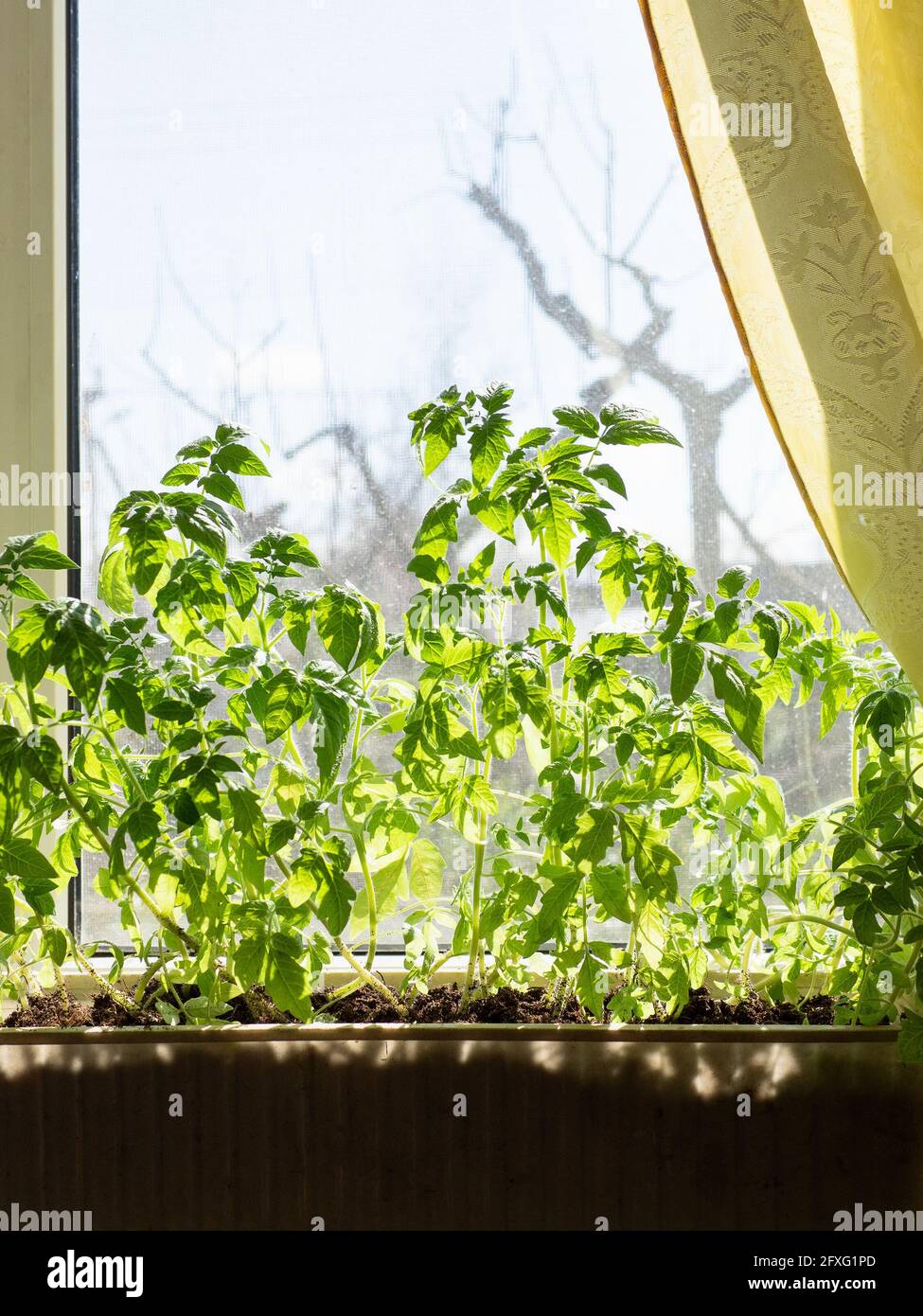Ansicht der Box mit sonnenbeleuchteten Tomatenpflanzen auf der Fensterbank Des Landhauses Stockfoto
