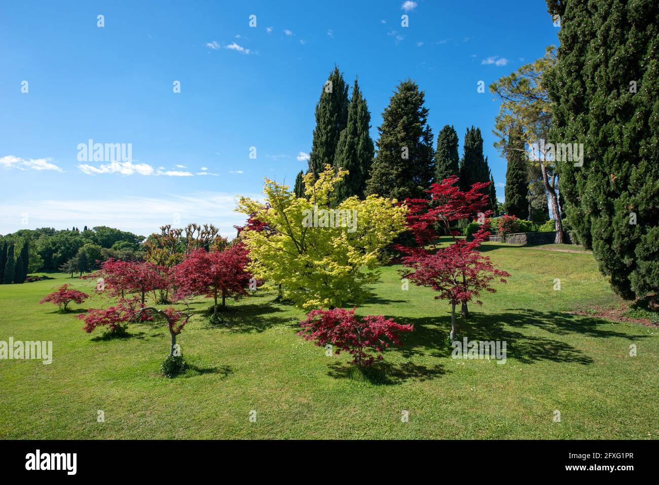 Zierbäume und Sträucher mit buntem Laub in einem Park Oder einen botanischen Garten mit weitläufigen grünen Rasenflächen und Zypressen Bäume in der Ferne Stockfoto