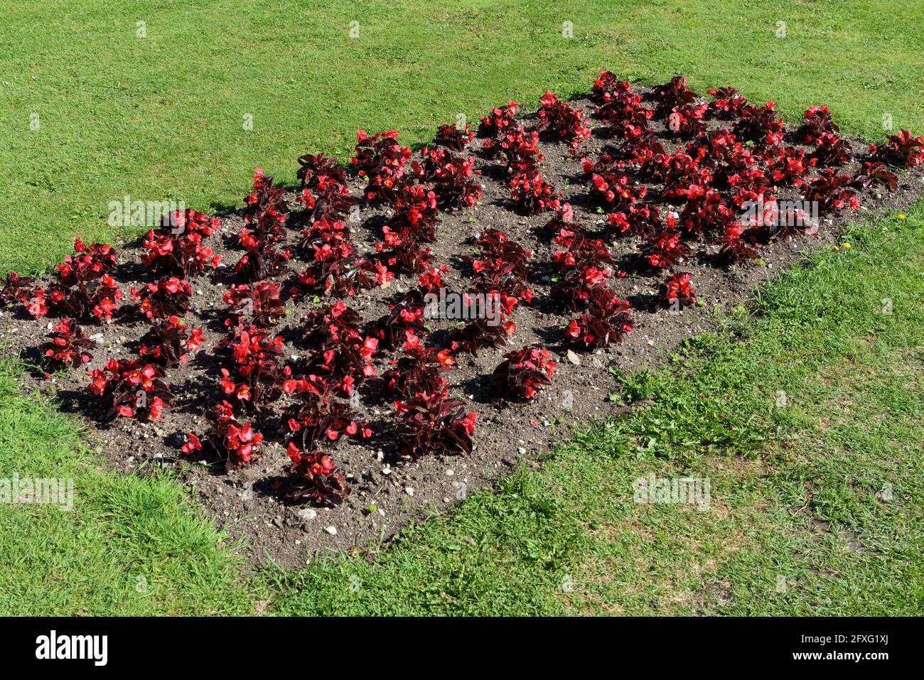 Farbenfrohe rote Begonia-Pflanzen in einem rechteckigen Blumenbeet Ein gepflegter grüner Rasen in einem Garten oder Park in Feder Stockfoto